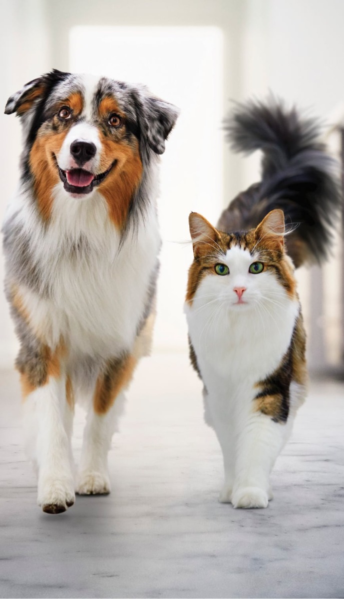 Dog and Cat